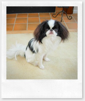 I made poopie on the carpet! 